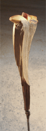 MÄNNLICHER HOLZSCHEIT-TORSO 2  - Holz, Feuer, Eisen, Beton, Höhe 95 cm, Detail 2