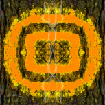 aus dem Zyklus Lebenszeichen, "Muster 1 Ornage-Gelb", Fotografie, digitale Bearbeitung und Zeichnung, 13 x 13 cm, Auflage 10